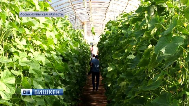 Teplica смотреть онлайн