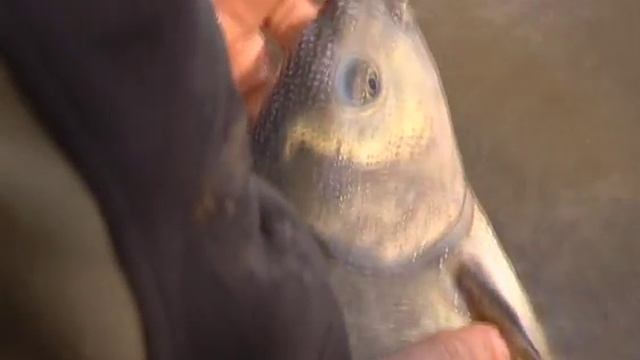 Summer fishing - Matt Hayes, Part 4 смотреть онлайн