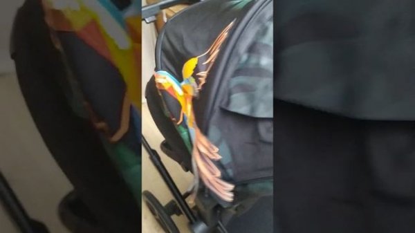 Коляска 3в1 Cybex Priam ll birds in paradise 03.04.23