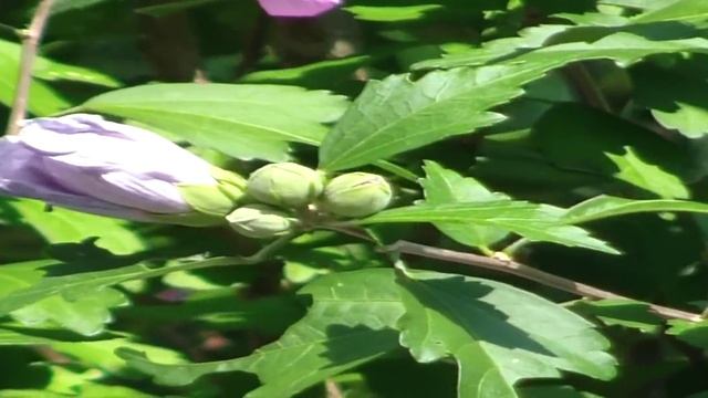 Hibiscus Syriacus Ardens
