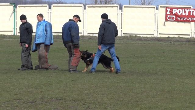 1 немецкая овчарка Кендо, соревнования по программе "Відсіч" (04.04.2015г.) смотреть онлайн