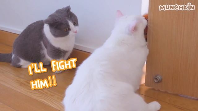 Cats Intelligence Test | Compilation смотреть онлайн