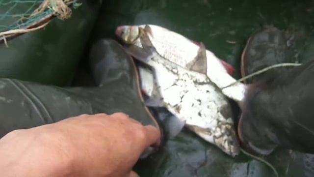 Снасть,которая ловит любую рыбу.Рыбалка на перетягу. смотреть онлайн