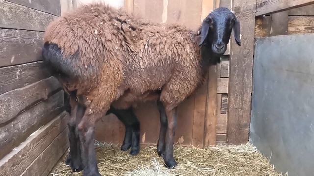 Нереально блестящий гиссарский ягненок.