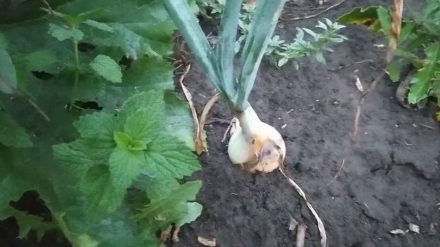 ОГОРОД 24 ИЮЛЯ смотреть онлайн