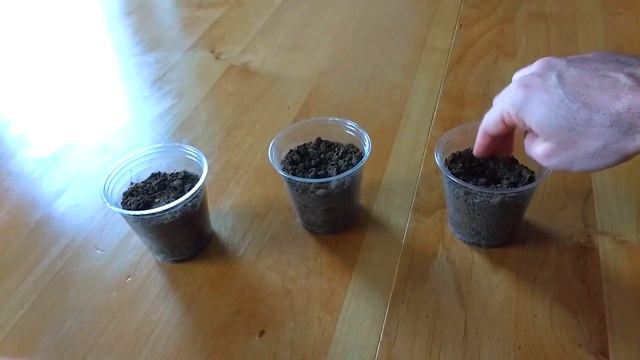 How to plant lychee seeds (See Description before watching) смотреть онлайн