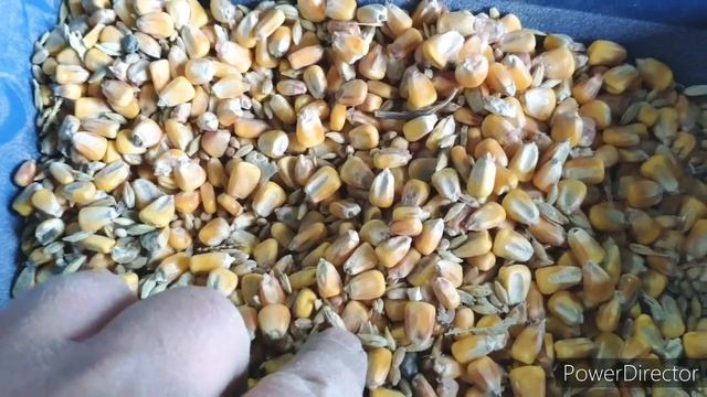 Зернодробилка Зубр-2. Ну такое себе? смотреть онлайн