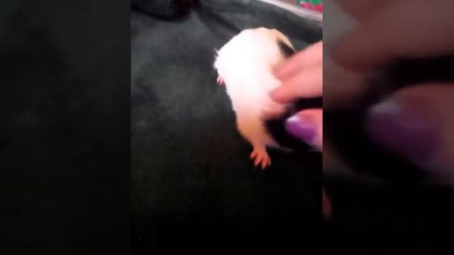 Морской поросенок. Один месяц от роду смотреть онлайн