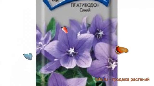 Платикодон обыкновенный Синий (siniy) ? платикодон Синий обзор: как сажать семена платикодона Синий смотреть онлайн