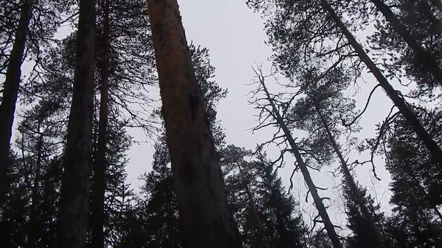 2-я корабельная сосна ( подрубаем) смотреть онлайн