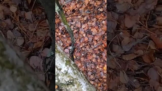 Фиолетовая рядовка - НАЙДИ ЕЁ НА ЭТОМ РОЛИКЕ! смотреть онлайн