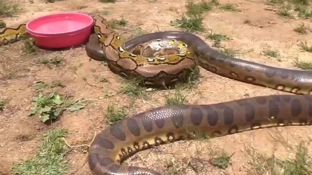 Python Fight Anaconda. Python Vs Anaconda. смотреть онлайн