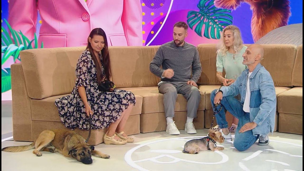 Отрывок из передачи "В кругу друзей"(Агрессивный йоркширский терьер и Любвеобильный Граф смотреть онлайн