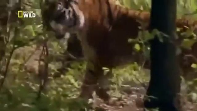 Siberian Tigers   Wildlife Animals