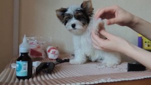 Уход за щенком бивером или йорком: гигиенические процедуры