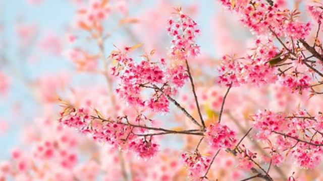 Красивая музыка для души инструментальная музыка расслабляющая фортепианная музыка для сна смотреть онлайн