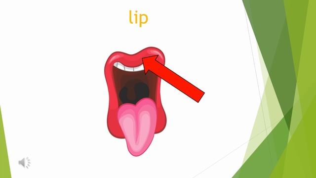 Частини тіла англійською смотреть онлайн