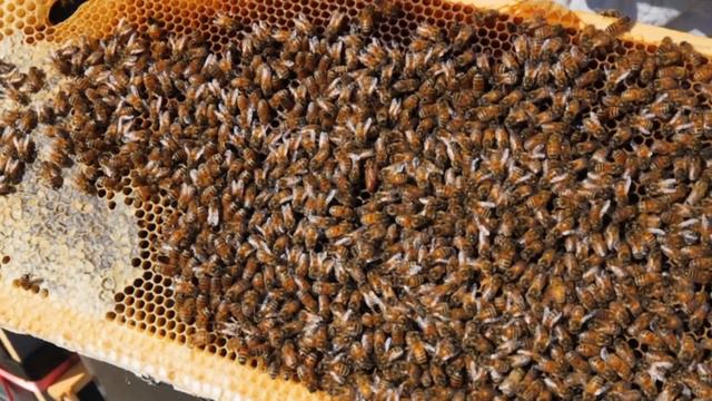 Did Not Expect This... Resource Hive / Nuc Winter Survival Results