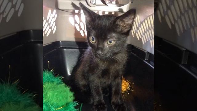 Бенгал в степи) #бенгал #бенгалы #бенгальская #бенгальский #кот #котэ #кошка #кошки #котята #котен