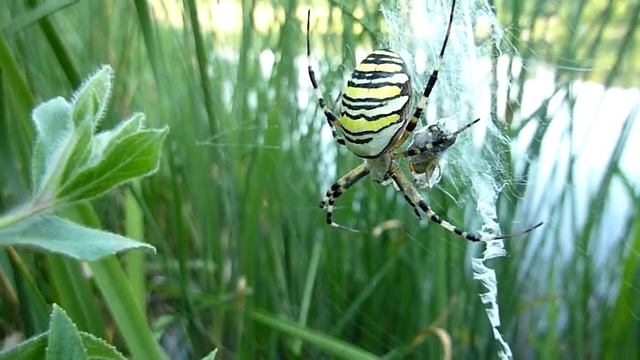 Паук агриопа смотреть онлайн