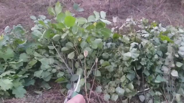 ВЕНИК ДЛЯ БАНИ. ДУБОВЫЙ. ЛИПОВЫЙ. БЕРЁЗОВЫЙ. ОЛЬХОВЫЙ. смотреть онлайн