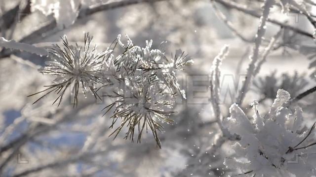 Hand Hits Snowy Branch Stock Video смотреть онлайн