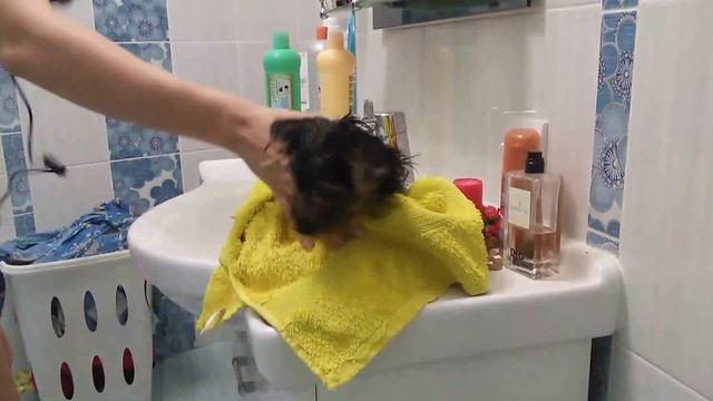 сушка йорка феном смотреть онлайн