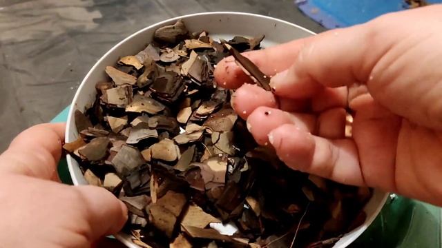 Пересадка Nepenthes ampullaria `Speckled` Непентес "Ампулярия". смотреть онлайн