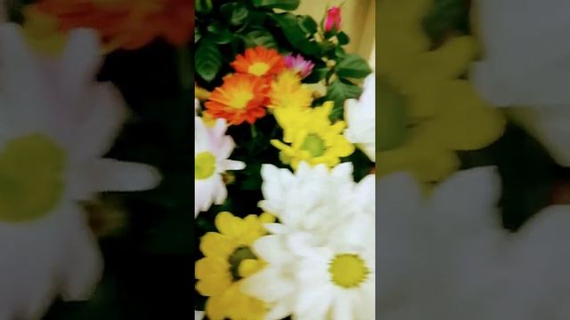 #Город_Видное # Комнатные цветы. Проспект ленинского комсомола 9А смотреть онлайн