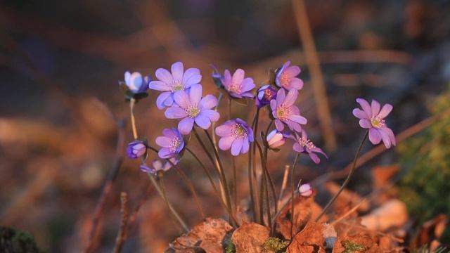 Цветет печеночница смотреть онлайн