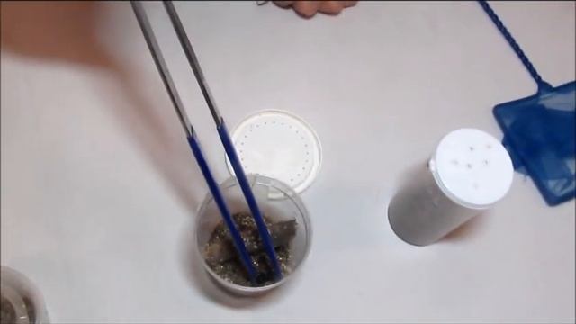 Black Widow Latrodectus mactans Deadly Tarantula Girl смотреть онлайн