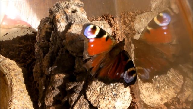 A Butterfly in Winter??? смотреть онлайн