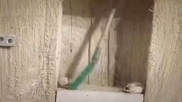 Вороны умные птицы! смотреть онлайн