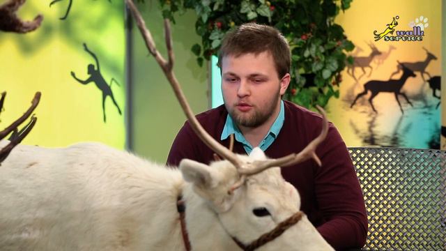 В мире животных, ферма северных оленей в подмосковном Дзержинском. Часть 2 смотреть онлайн