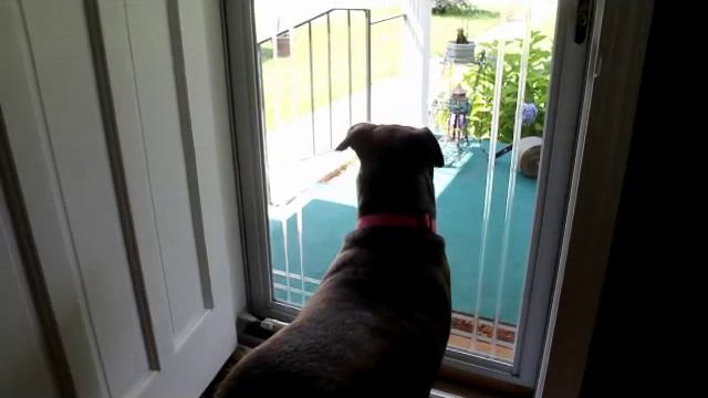 Cane Corso Pitbull Mix 1 yr old BIRTHDAY смотреть онлайн