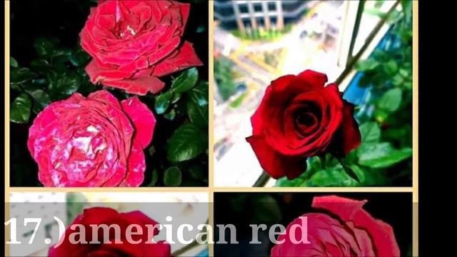 Different kinds of roses+names смотреть онлайн