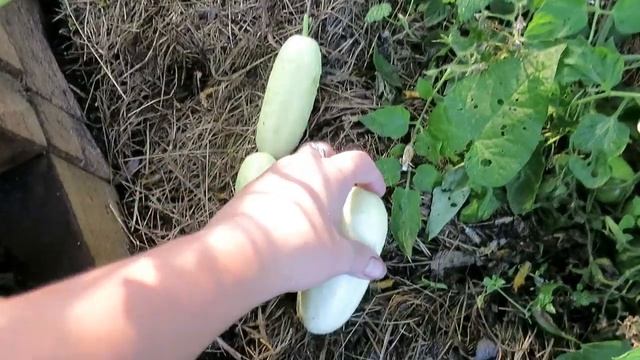 Белый ангел ? F1 * Сорта огурцов смотреть онлайн