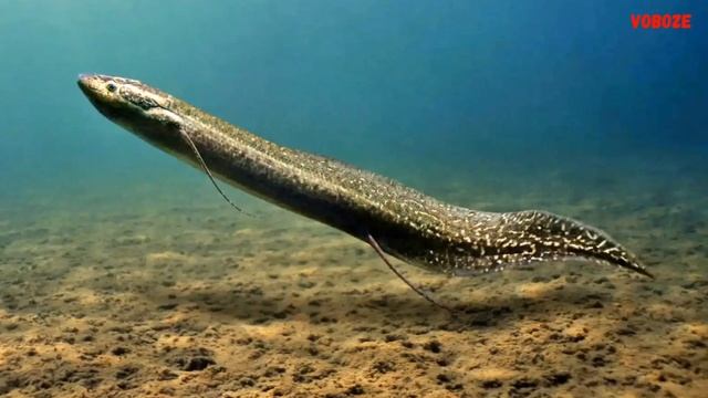 Рыба Протоптер в аквариуме. Содержание, чем кормить Протоптера и совместимость