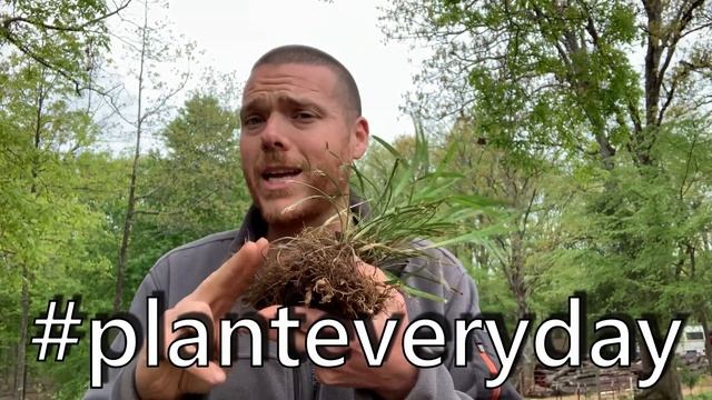 Royal Purple Liriope | Planting & Uses | Homesteading | Prepping смотреть онлайн