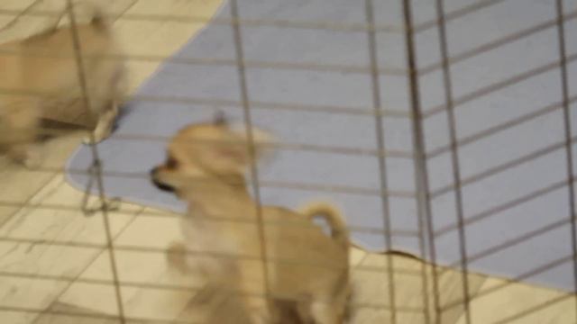 Щенки чихуахуа д/ш 2.5 месяца смотреть онлайн