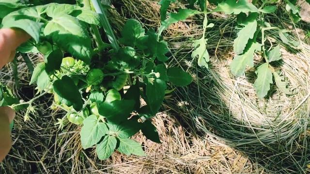 У свекрови на даче?Снова в дороге ?Нижний Новгород. Светлояр. смотреть онлайн