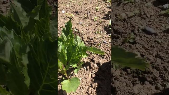 ГЕОРГИНЫ взошли!когда и чем подкармливать !!! смотреть онлайн