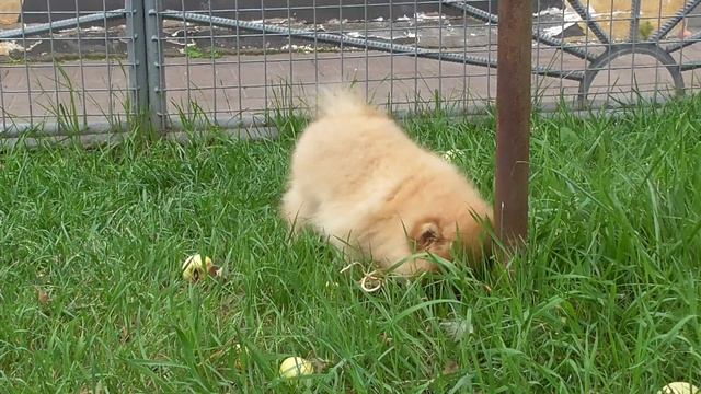 Маленький грызун) смотреть онлайн