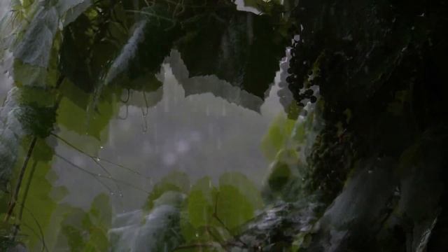 Звуки дождя и грома для сна (1 час) ?️| Sounds of rain and thunder for sleep (1 hour) ?️ смотреть онлайн