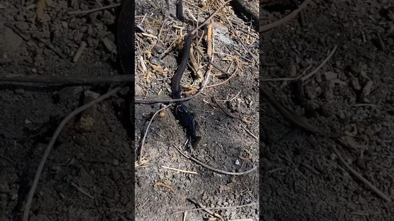 охренел, когда увидел! змея поймала рыбу размером больше своей головы смотреть онлайн