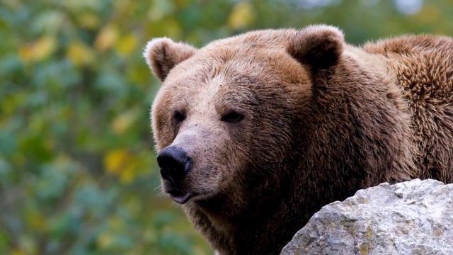 Прислушайтесь к Природе. Ритм Медведя. Сольфеджио частоты смотреть онлайн