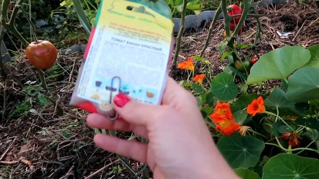 Обзор ТОМАТОВ. Лучшие сорта для ОТКРЫТОГО грунта. 2020 смотреть онлайн