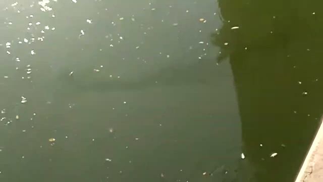 Озеро крокодилов, Таиланд смотреть онлайн