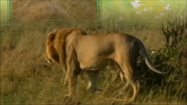 ХИЩНЫЕ ЗВЕРИ. ЛЕВ. смотреть онлайн