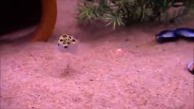 Не только кошки играют с лазерной указкой смотреть онлайн